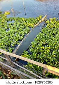 A Sinking Canoe And There Are So Many Water Hyacinths Around It.