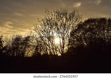 sinking sun in a tree