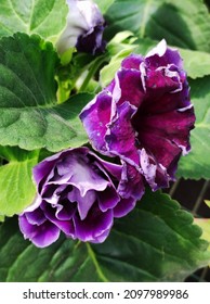 Gloxinia の画像 写真素材 ベクター画像 Shutterstock