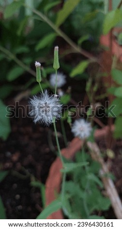 Sintrong or Crassocephalum crepidioides or Redflower ragleaf