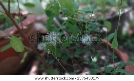 Sintrong or Crassocephalum crepidioides or Redflower ragleaf
