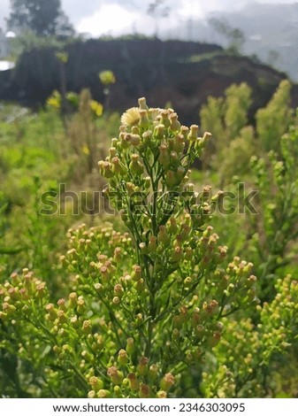 Sintrong (Crassocephalum crepidioides) is a type of plant belonging to the Asteraceae tribe. Nature background. Known as ebolo, thickhead, redflower ragleaf, or fireweed. White flower close up.