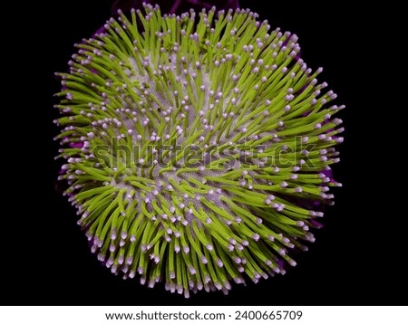 Sinularia is a genus of soft coral that is commonly found in reef environments.This coral belongs to the Alcyoniidae family and is known for its distinctive tree-like morphology with polyps covering 
