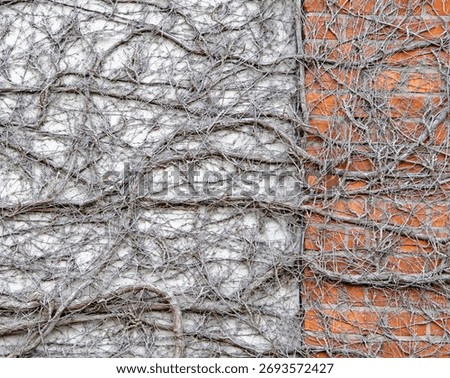 Sinuous, chaotic, and slightly menacing tangle of dead ivy roots attached to a brick and concrete wall. Alien and sinister atmosphere mood. Outdoors overcast day. Natural abstract pattern and texture.