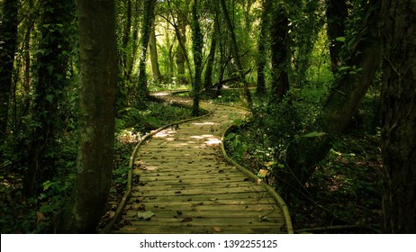 Sinuous Path Trough The Forest With Soft Light. Find Your Way. Asturias, Spain.