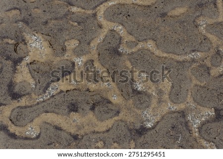 Sinuous Tidal Channels Carved In Mudflat Creating Ribbonlike Ridges And Shallow Pools, Dark Silty Surface