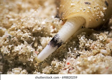 Siphon Of A Cone Snail