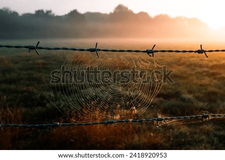 A sipider web cobweb in between two barbed wire countryside fences on a farm, overlooking a dewy sunrise or sunset field with warm tones and beautiful agricultural fields, lined with trees and mist