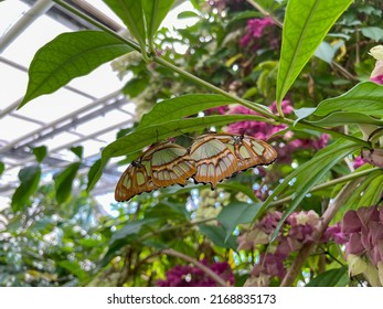 Siproeta Stelenes Butterfly On A Plant