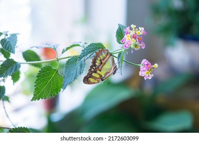 Siproeta Stelenes On A Plant 