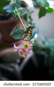 Siproeta Stelenes On A Plant 