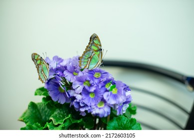 Siproeta Stelenes On A Plant 