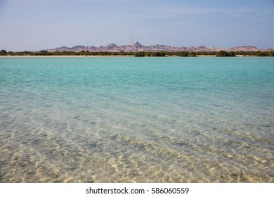 Sir Bani Yas Island In The UAE