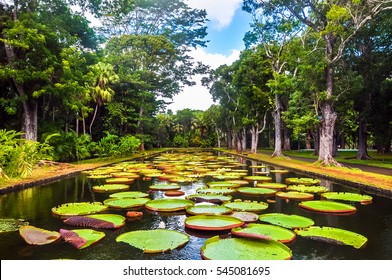 Sir Seewoosagur Ramgoolam Botanical Garden, pond with Victoria Amazonica Giant Water Lilies, Mauritius - Shutterstock ID 545081695