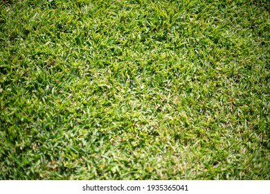 Sir Walter Grass Soft Leaf Turfgrass Stock Photo 1935365041 | Shutterstock