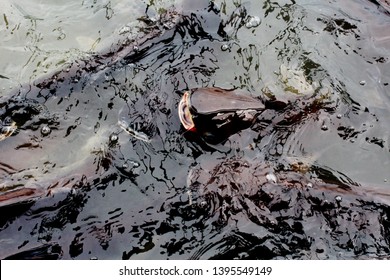 79 Siriped Catfish Images, Stock Photos & Vectors | Shutterstock