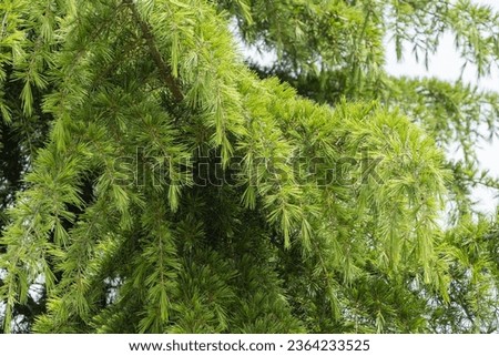 Sirius (Adler) Sochi. Close-up of branch with thin needles. Beautiful Himalayan cedar (Cedrus Deodara, Deodar) growing in ornithological park. Selective focus. Nature concept for design.
