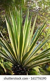 Sisal Hemp 