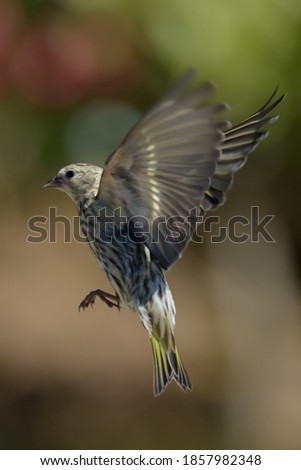 Similar – young hawfinch Environment