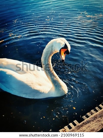 Similar – surfers Green Swan Waves