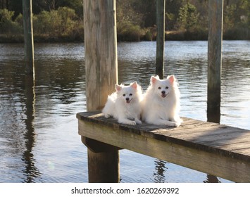 Sister And Brother Pomimo Dogs With White Fur. Pomimo's Are A Mix Of Pomeranian And American Eskimo. Loyal, Lovable & Beautiful Family Pets. Picture Taken On A Pier Over Bayou Bonfouca In Louisiana. 