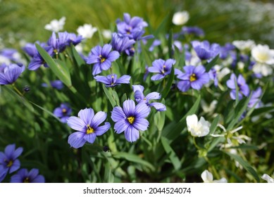 Sisyrinchium (blue-eyed grass) is a large genus of annual to perennial flowering plants in the family Iridaceae. - Shutterstock ID 2044524074