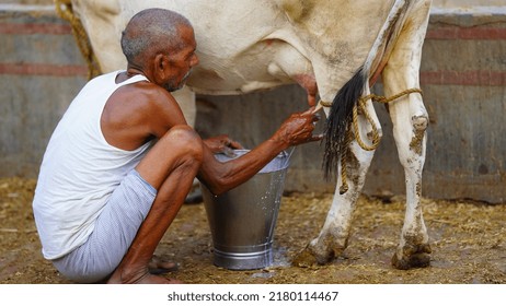 Sitamarhi, Bihar, India- 14 ‎June ‎2022 :Hands Of A Man Milking Fresh Milk From A Dairy Cow Into A Milk Bucket. Dairy Food Farming, Farm, Industry Business Concept. Real People.