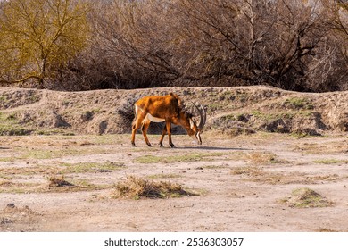 A sitatunga antelope grazing in a dry field in its natural habitat with dry trees in the background of the savannah on a sunny day. - Powered by Shutterstock