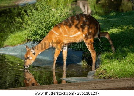 Sitatunga doe drinking water from the pond