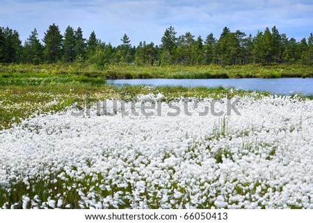 Site blossoming cotton-grass against trees and a reservoir