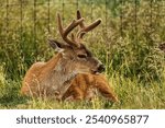 A sitka deer resting peacefully in green grass during daytime