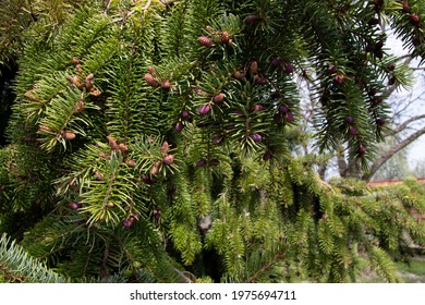 Sitka Spruce Tree Spring Background