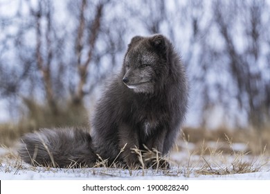 Sitting Arctic Blue Morph Fox Stock Photo 1900828240 | Shutterstock