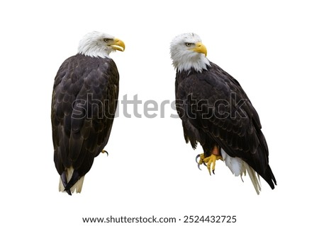 sitting bald eagle isolated on a white background