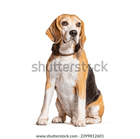 Sitting Beagle wearing a collar, isolated on white