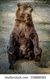 sitting bear