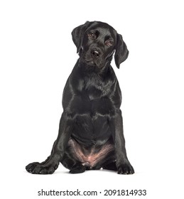 Sitting Black Labrador Dog, Isolated On White