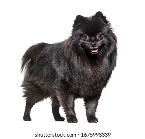 Sitting Black Pomeranian Dog Panting, Isolated On White