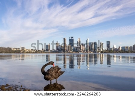 Sitting Black Swan on the Swan River Perth Western Australia