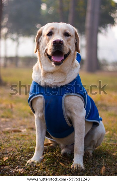 petstock dog jackets