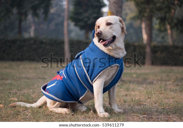 petstock dog jackets