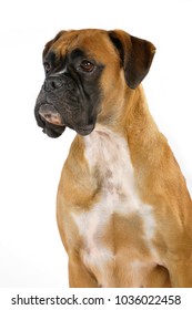 Sitting Boxer Dog Isolated On White Background