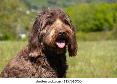 Sitting Brown Labradoodle