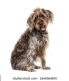 Sitting Brown Shaggy Korthals Griffon Dog, Isolated On White