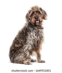 Sitting Brown Shaggy Korthals Griffon Dog, Isolated On White