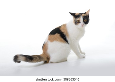 Sitting Calico Cat On White Background 