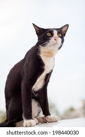 Sitting  cat. 