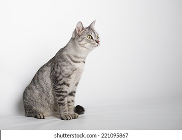 Sitting cat and looking ,watching cat close up, little cat, vignette photo, domestic cat in blur photo, soft, curious cat, cat portrait, cat isolated in grey background, studio photo