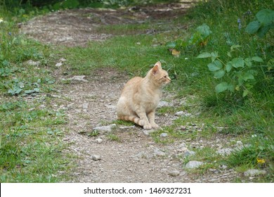 sitting cat outside on a path
