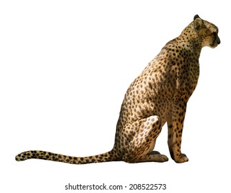 Sitting Cheetah Over White Background 